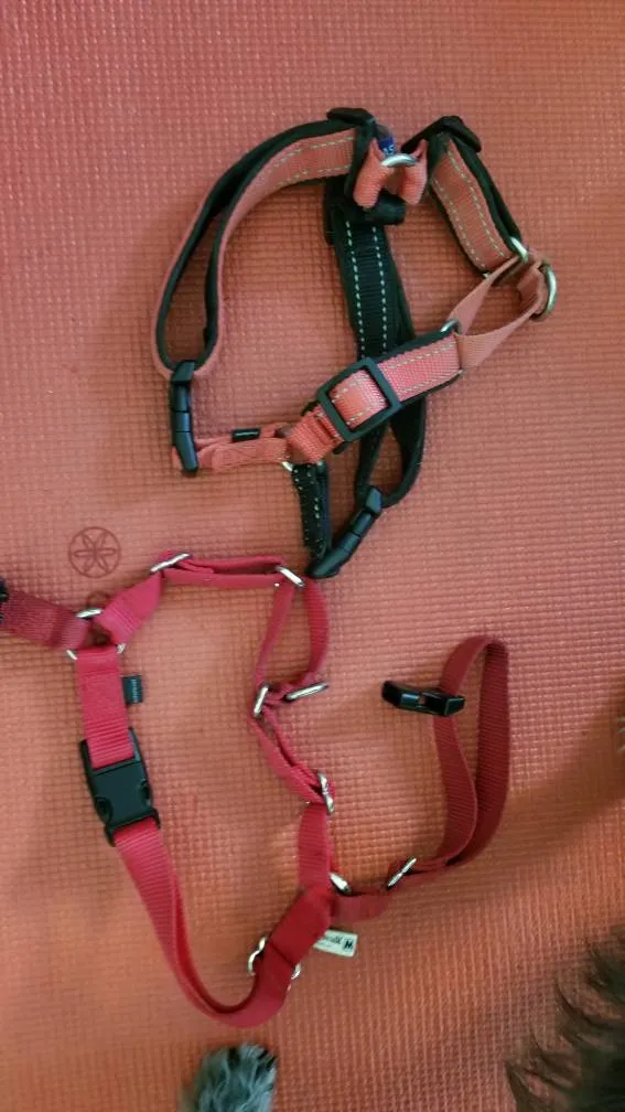 Easy Walk Dog Harnesses photo 1