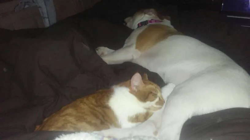 ISO House Plants! ! photo 1