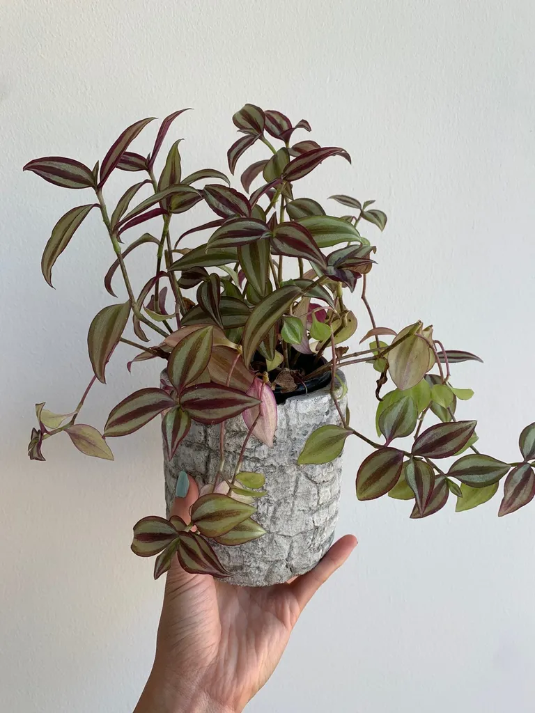 Wandering Dude Plant photo 1