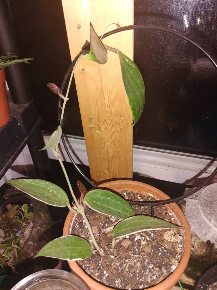 Hoya mac. Vari. photo 1