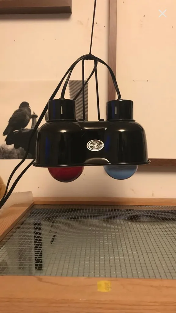 Heating Lamp photo 1