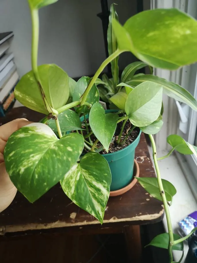Pothos cuttings photo 1