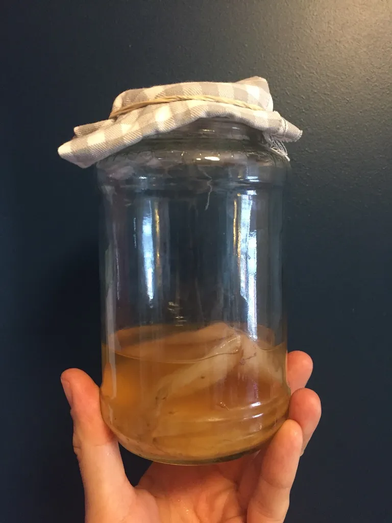 Kombucha Scoby + Starter photo 1