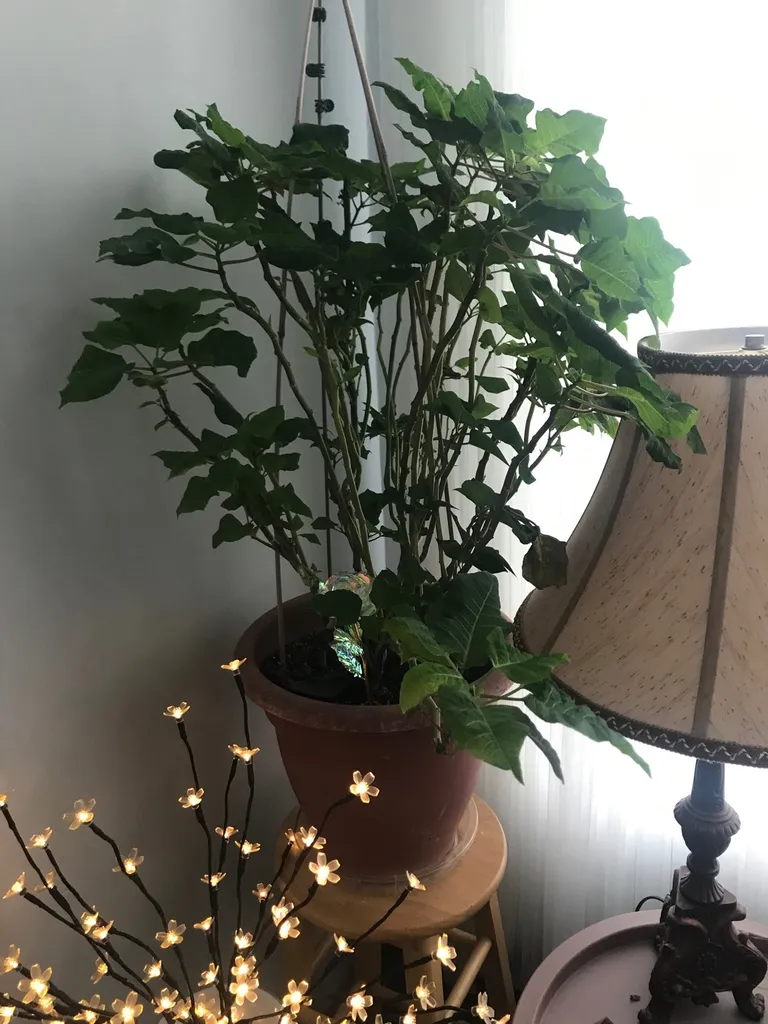 Poinsettia In Terra Cotta Pot photo 1