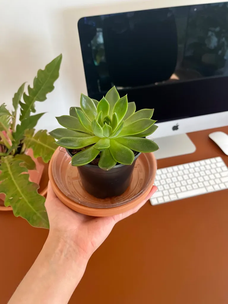 Little Succulent plant photo 1