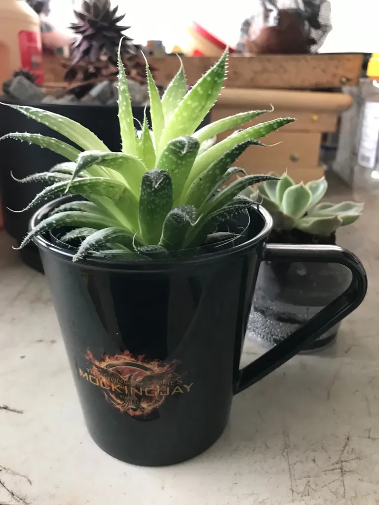 Mini Succulents photo 1