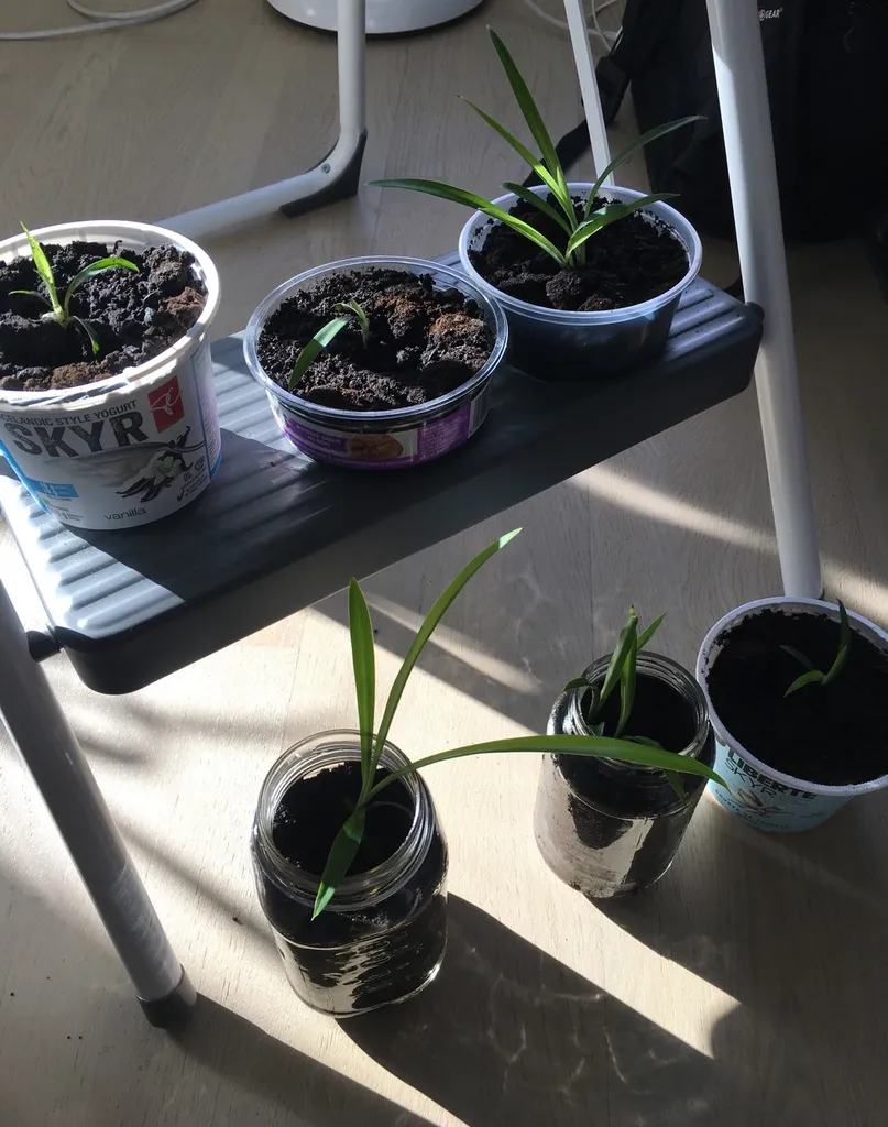 Spider Plants photo 1