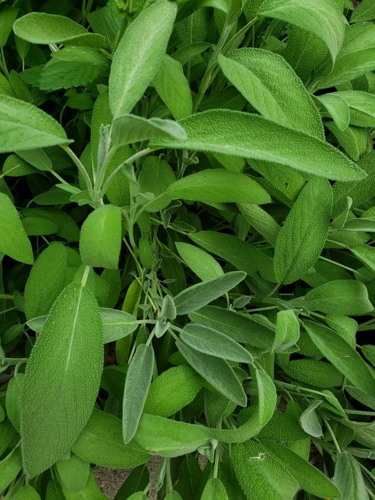 Fresh Sage photo 1