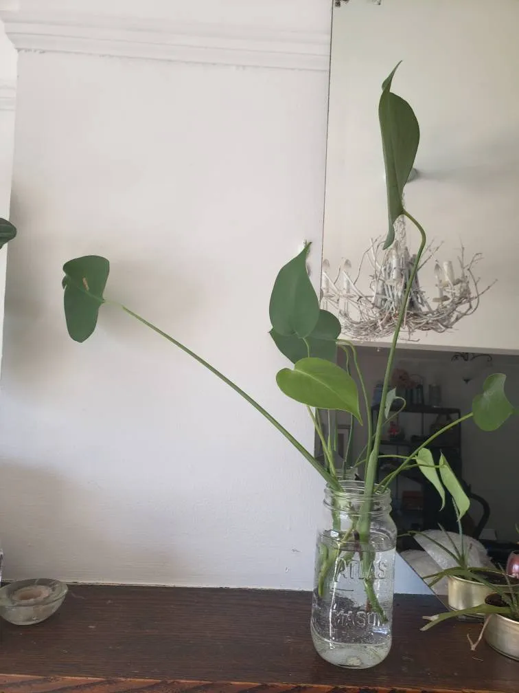 Plant Purge! Monstera Cuttings Jane And Annette photo 1