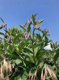 Comfrey Roots to Plant photo 1