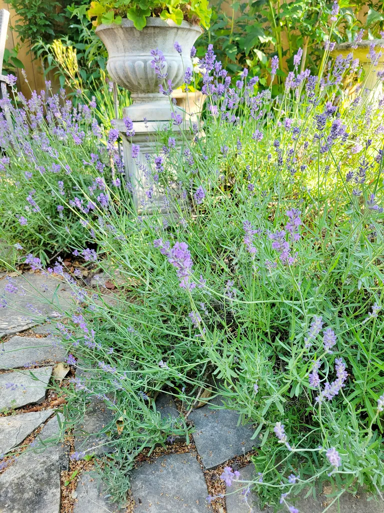 Lavender  photo 1