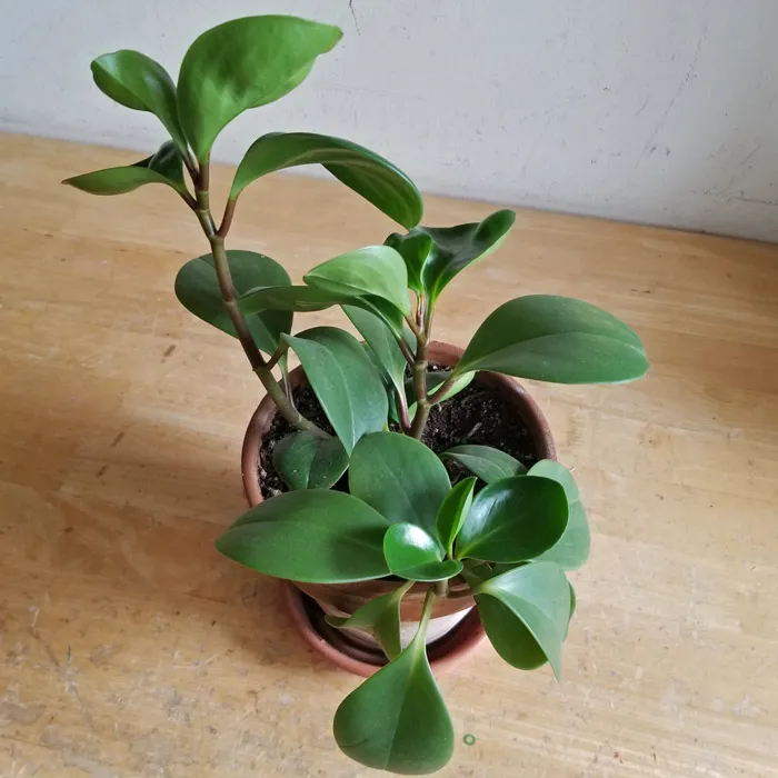 Peperomia Plant 01 photo 1