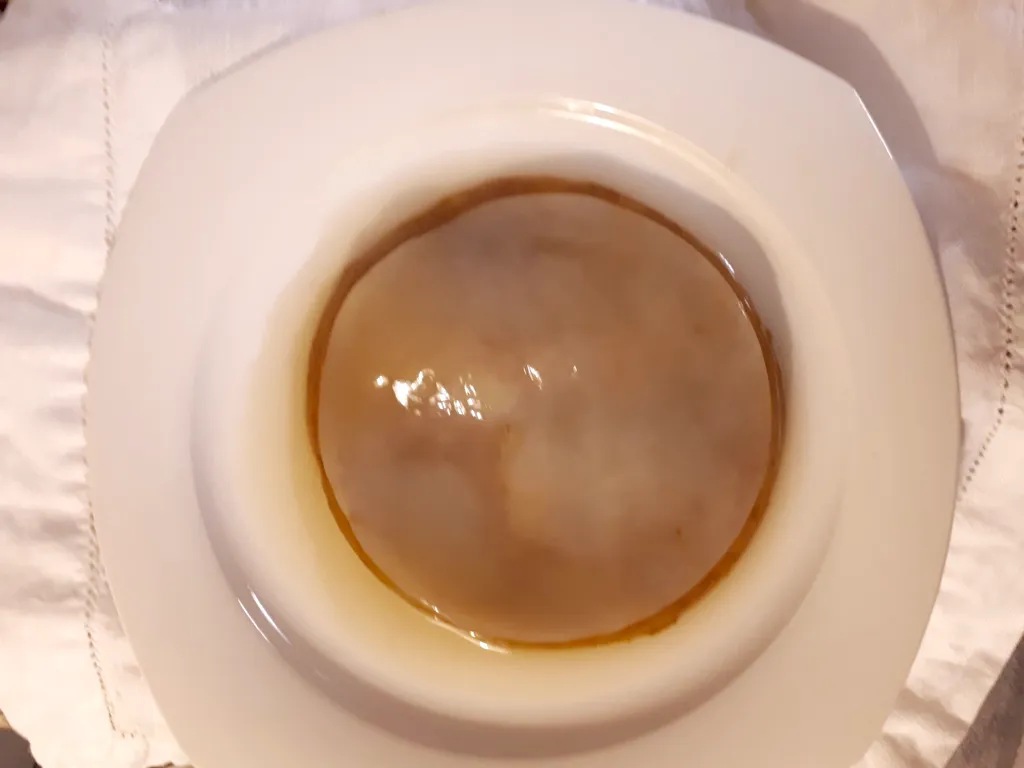 Kombucha SCOBYs photo 1