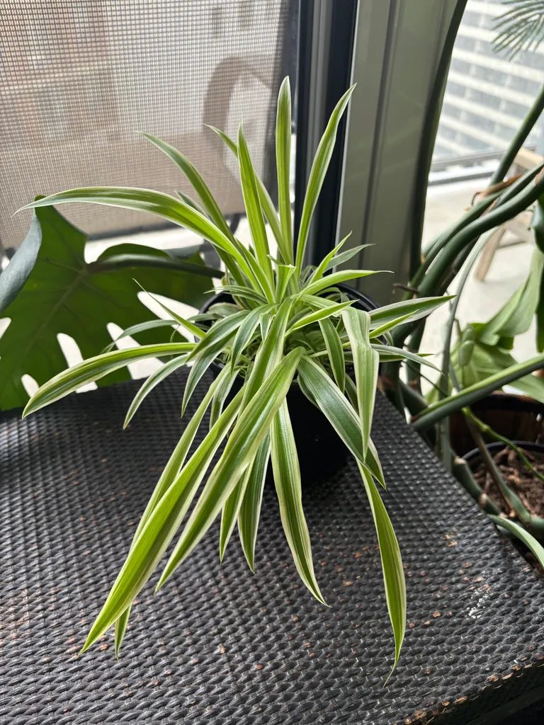 Spider plant  photo 1