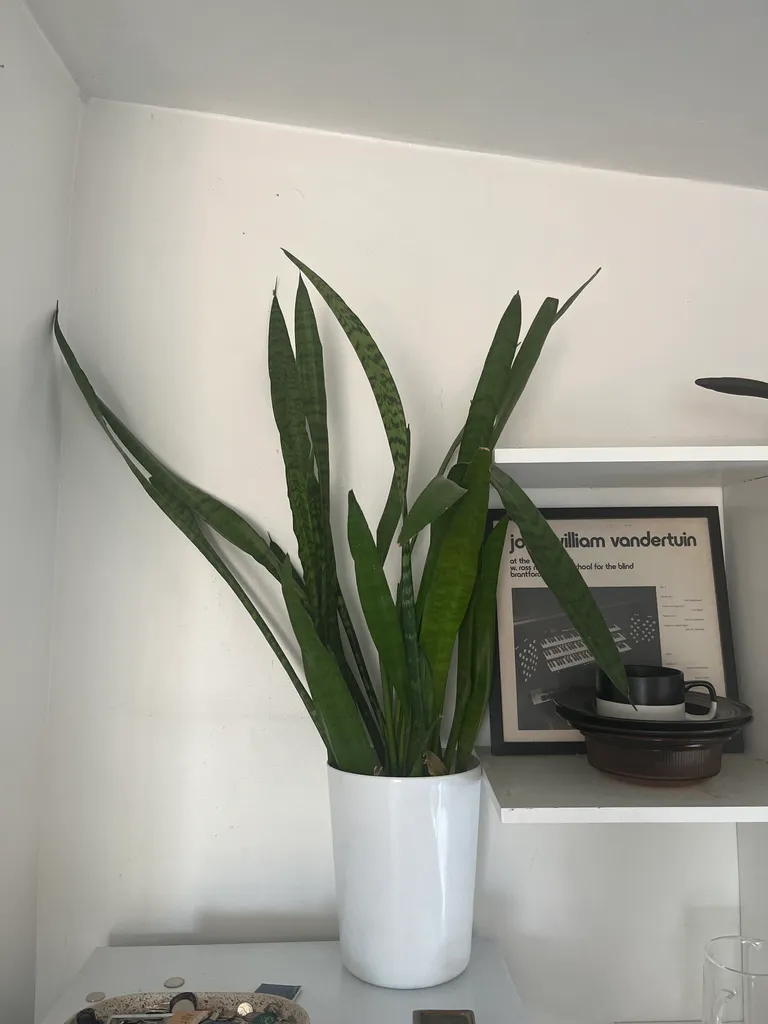 Snake Plant  photo 1