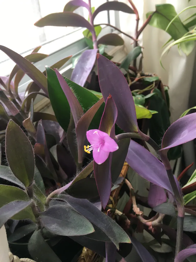 donated purple heart  & update about me photo 1