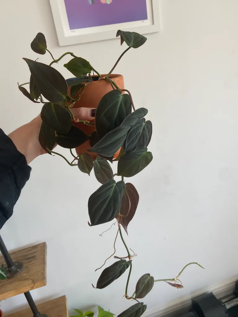 Philodendron micans photo 1