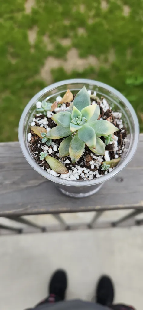Variegated succulent plants photo 1