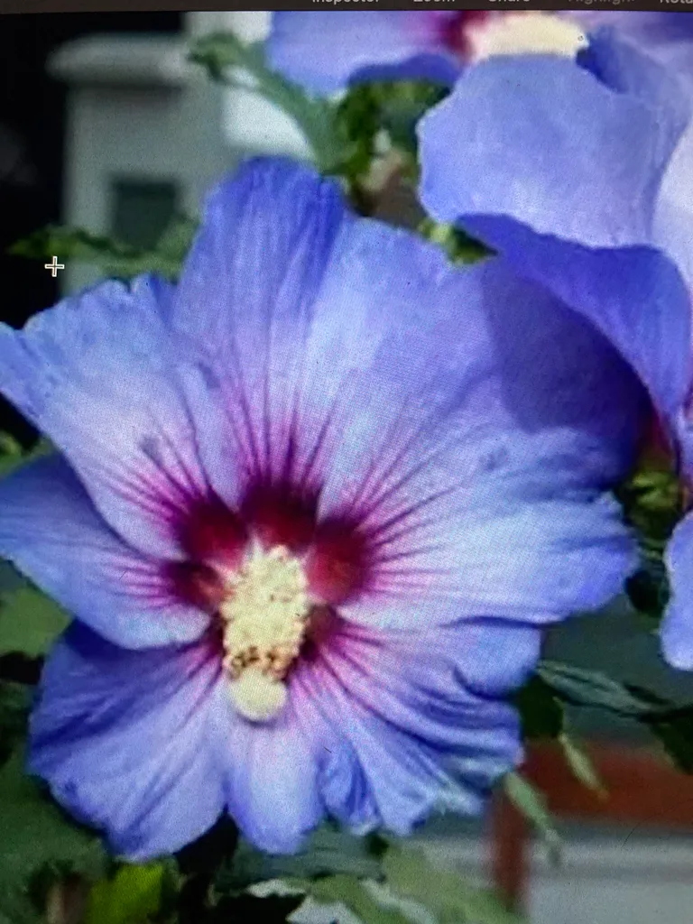 Rose of Sharon  in Pink, Blue, and White photo 1