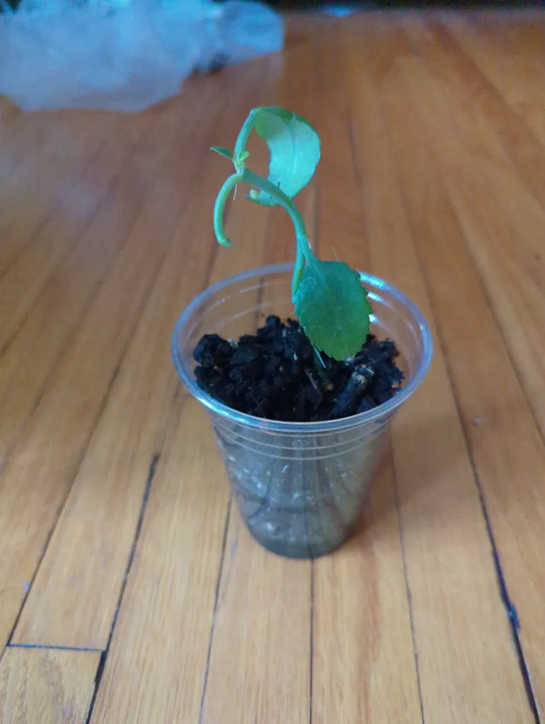 Mother of Thousands  photo 1