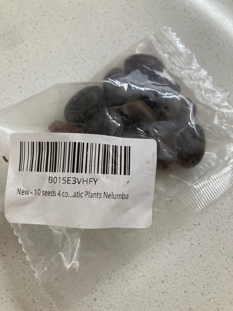 10 Lotus Flower Seeds photo 1