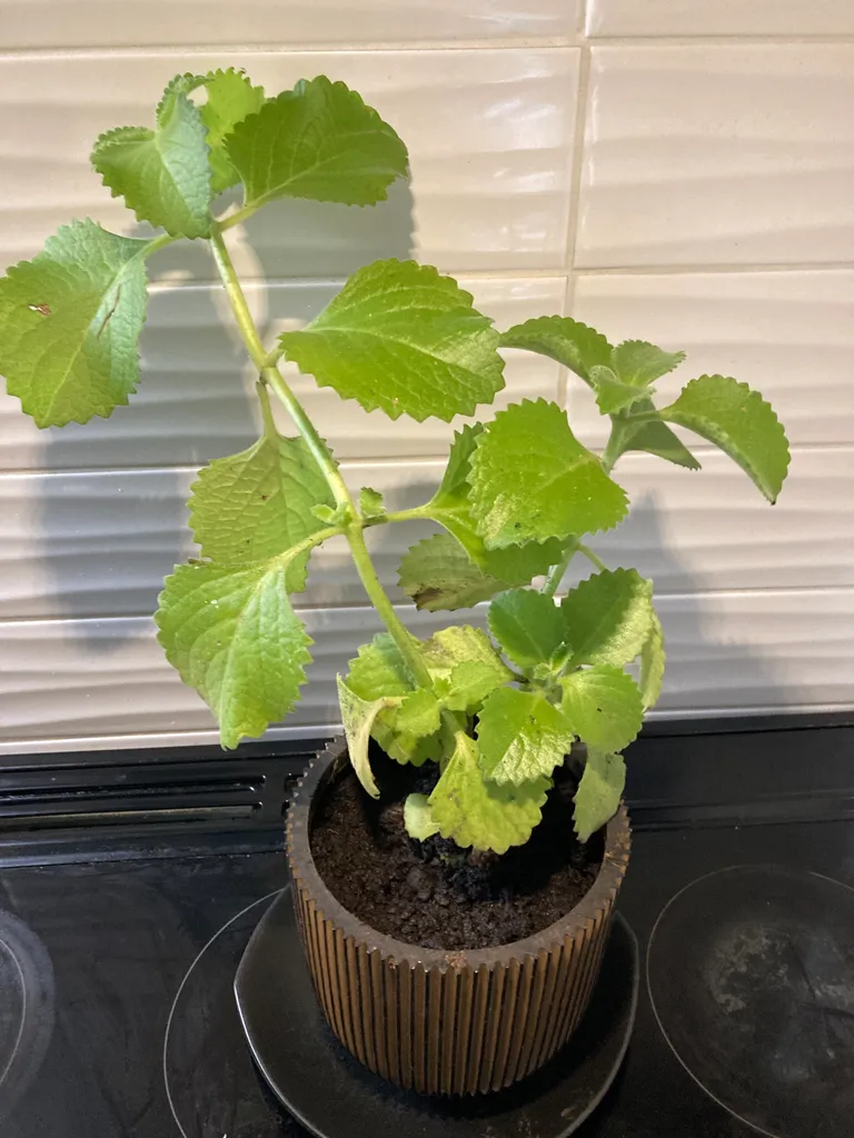 Healthy Jamaican Thyme Planter photo 1