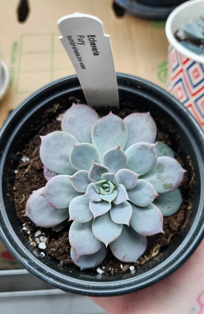 Echeveria Fury succulent plant photo 1