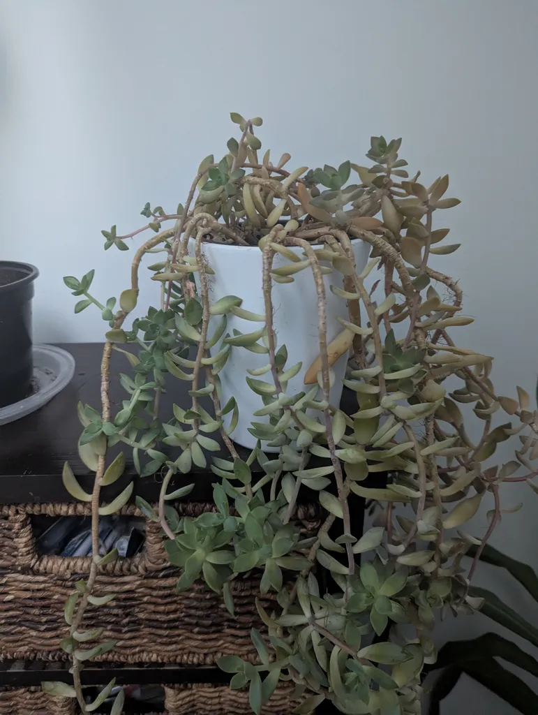 Succulent Plant photo 1