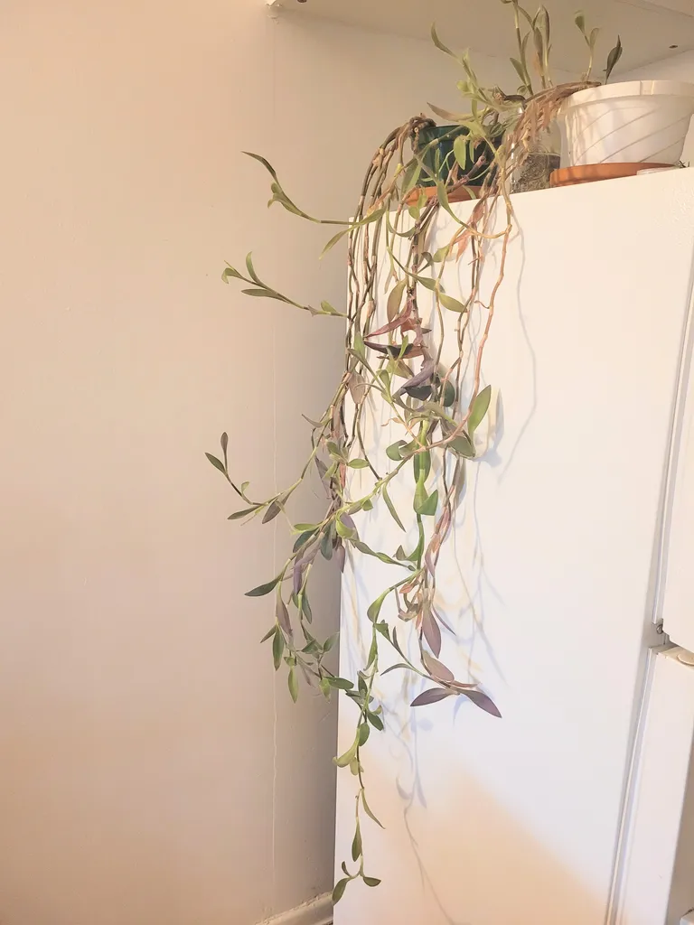 Plant Cuttings  photo 1