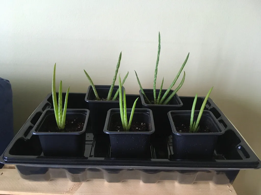 Aloe Vera Pups photo 1