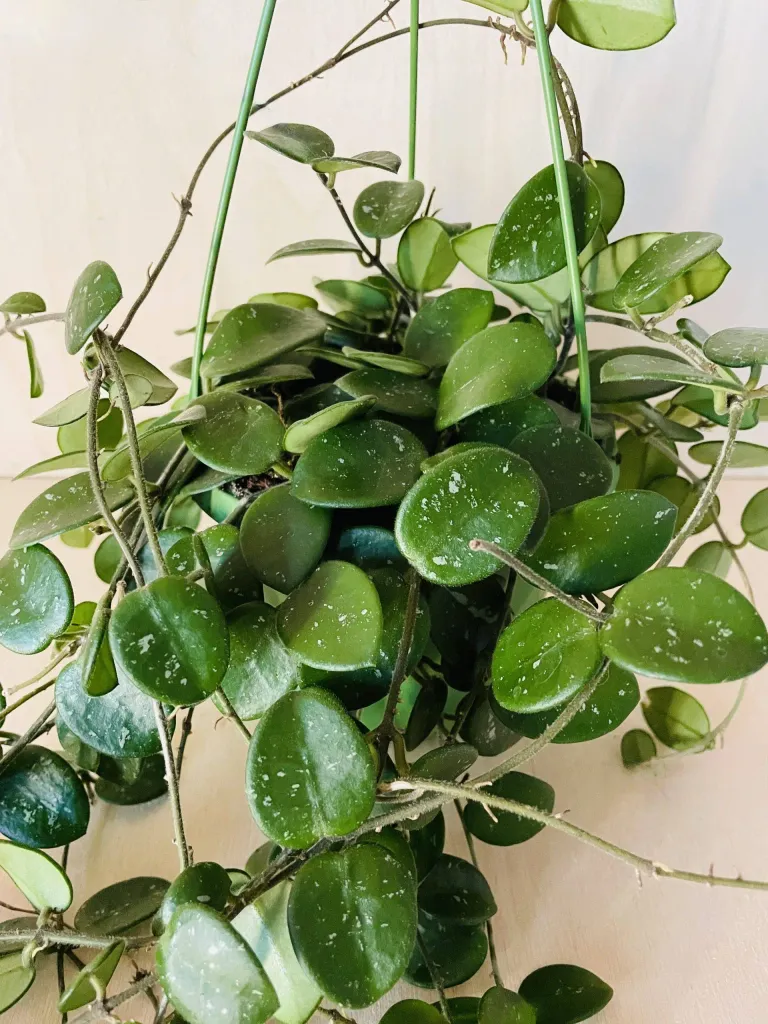 Hoya / Plant ISO list photo 1