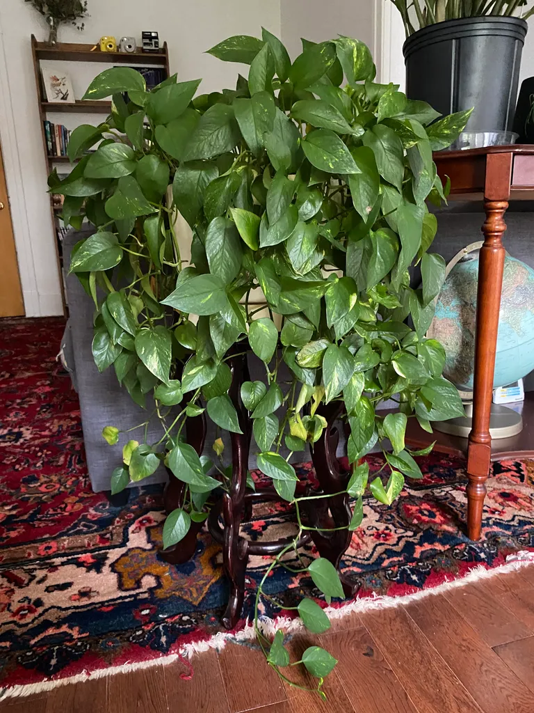 Pothos cuttings photo 1