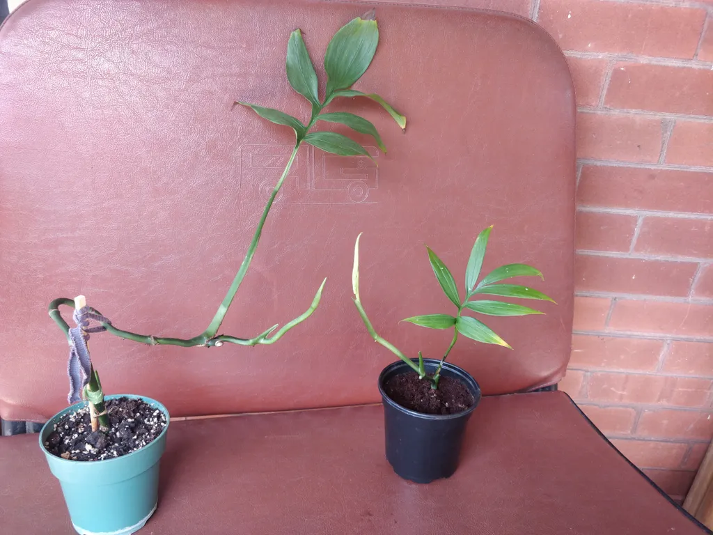 Monstera subpinnata  photo 1