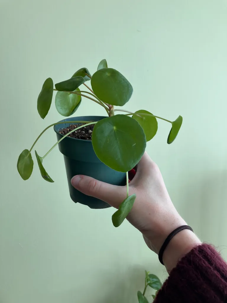 Pilea Plant photo 1