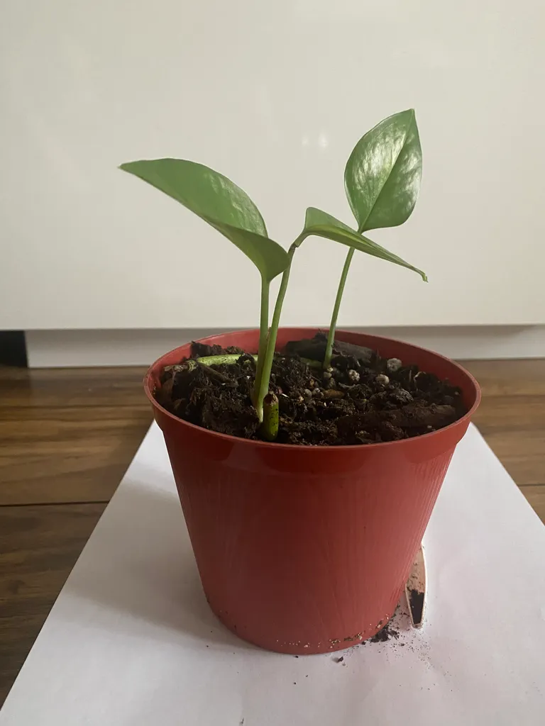 Pothos Plant photo 1