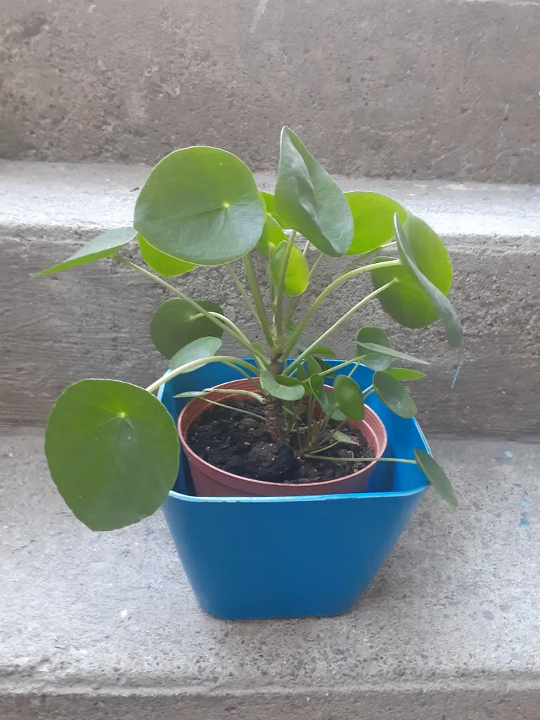 Pilea plant photo 1