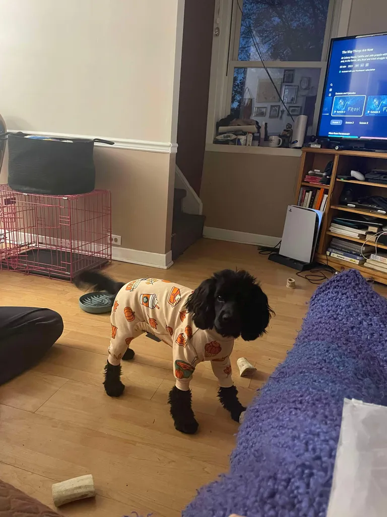 Small dog onesie photo 1