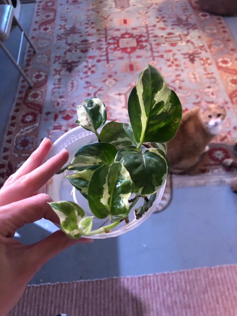 Pearls and jade cuttings photo 1