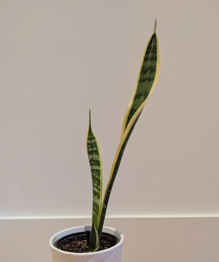 Snake plant  photo 1