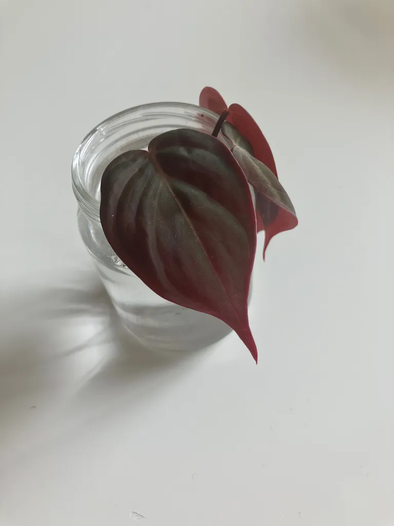 Micans Cuttings photo 1