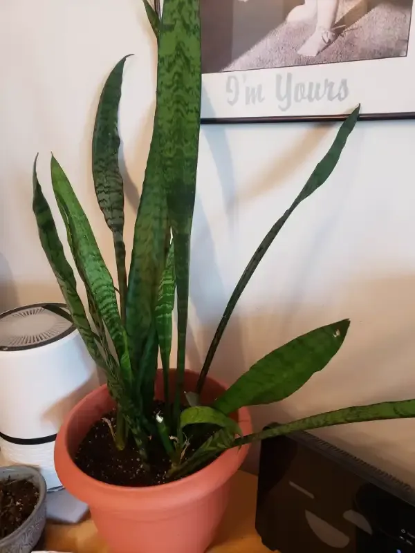 Plant Pot (10 inches diameter)  photo 1