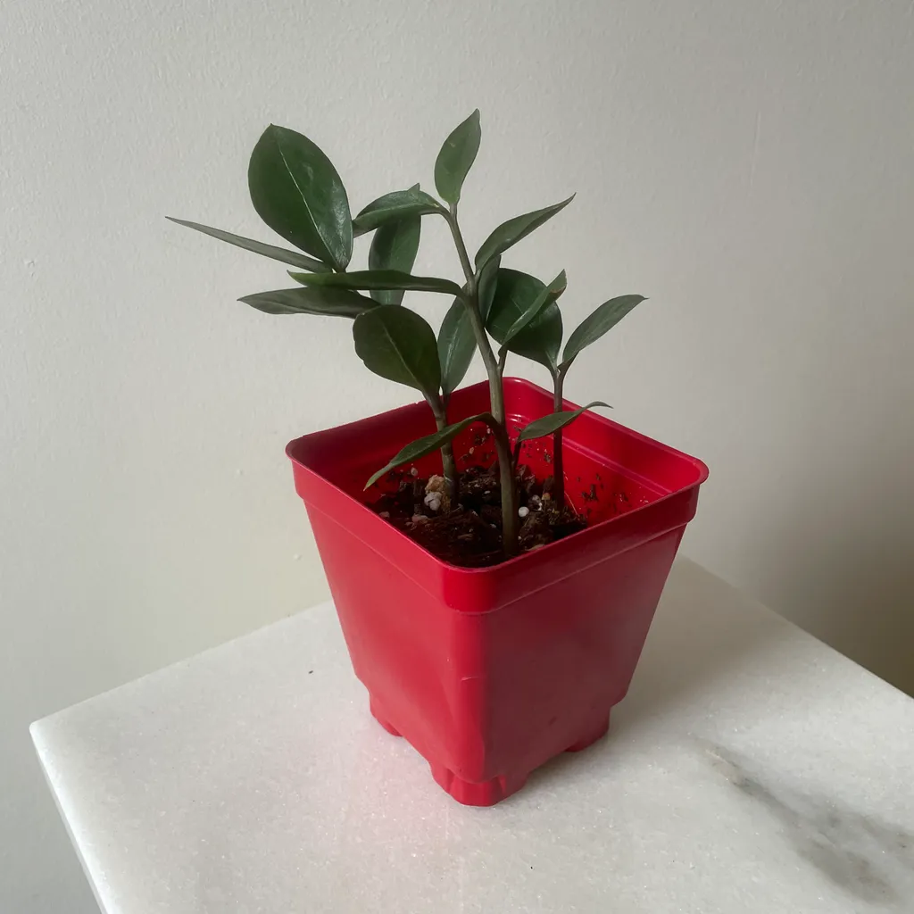 Mini ZZ plant  photo 1