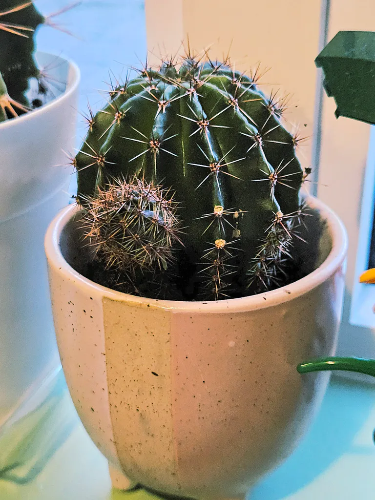 Cute Cactus in Pink Pot photo 1