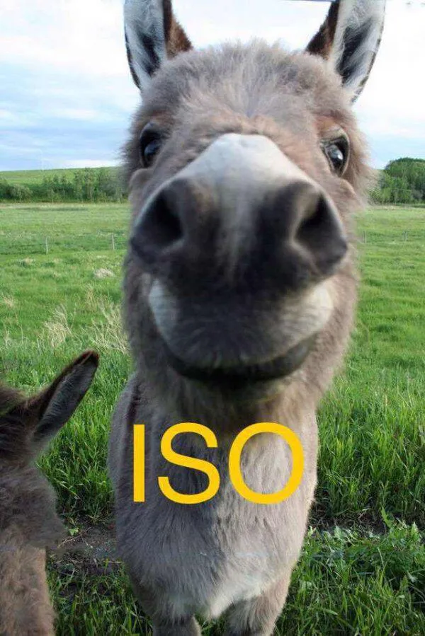 ISO October 2024 photo 1