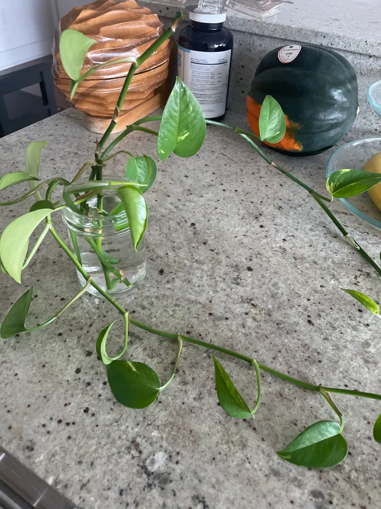 Pothos clippings  photo 1