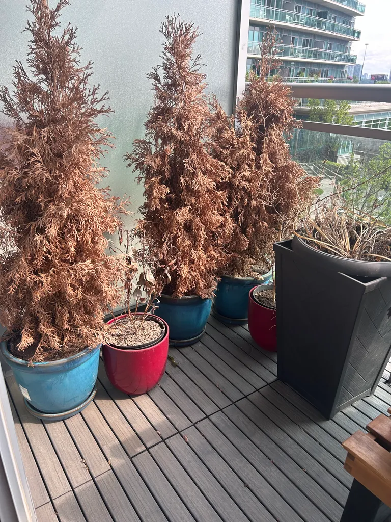 FREE Plant Pots photo 1