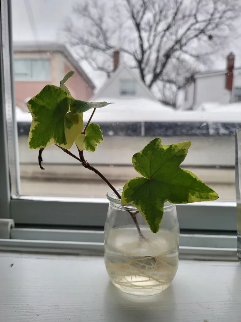 Rooted tropical plant photo 1