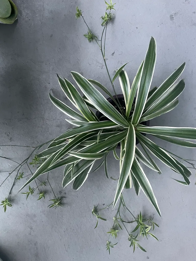 Spider Plant Babies! photo 1