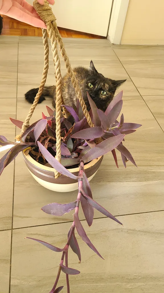 Purple heart in ceramic hanging pot photo 1