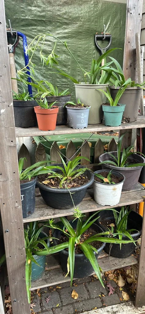 Spider plants photo 1